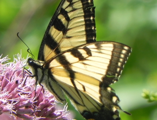 Butterfly or Pollinator Native Plant Gardens
